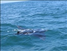 Manta-Raya en alta mar, cerca de Isla Holbox